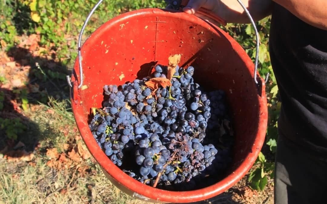 VENDANGES 2022 : Une récolte d’exception