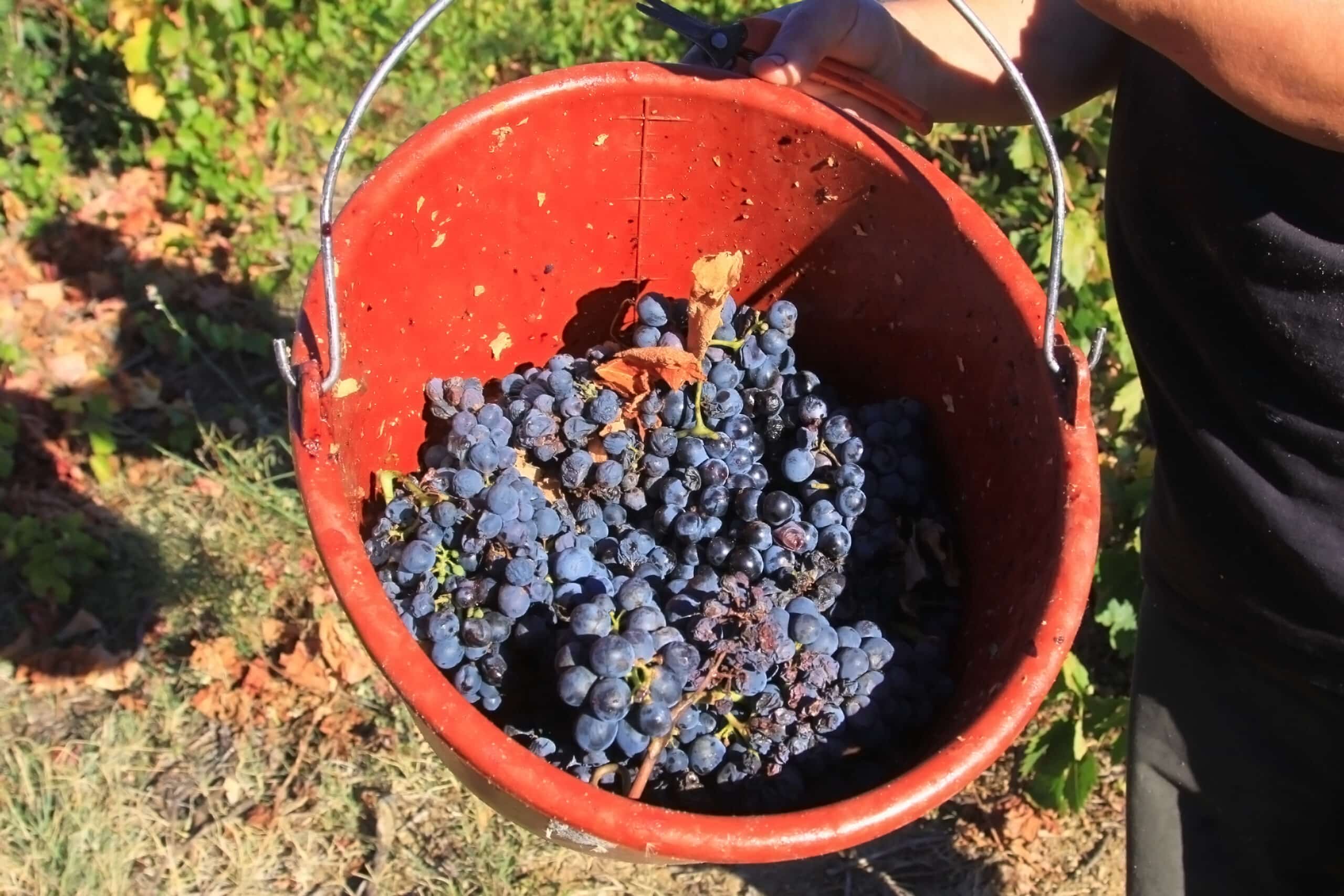 vendanges 2022 nadal alcools