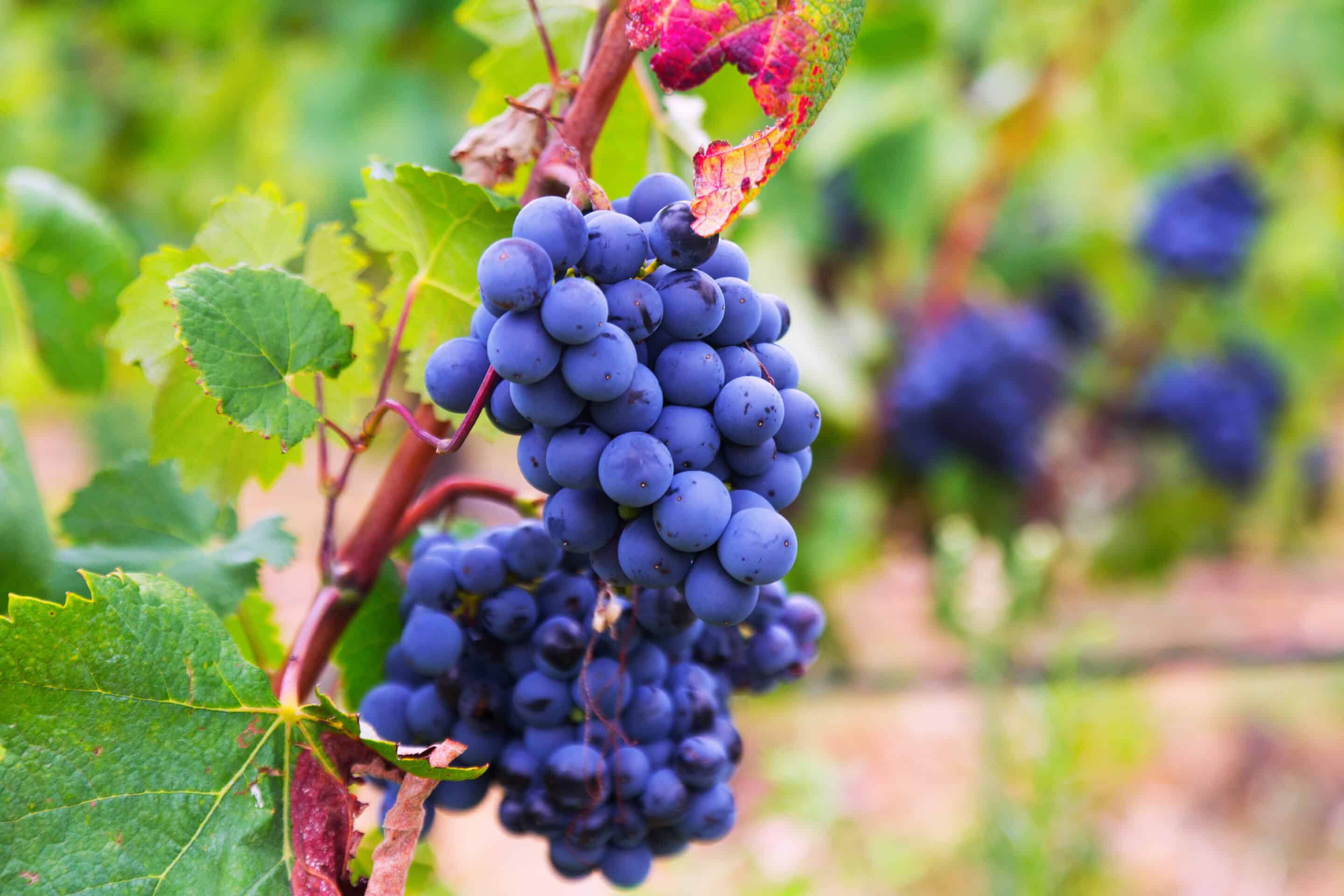 grappe raisin alcool neutre vinique nadal alcools