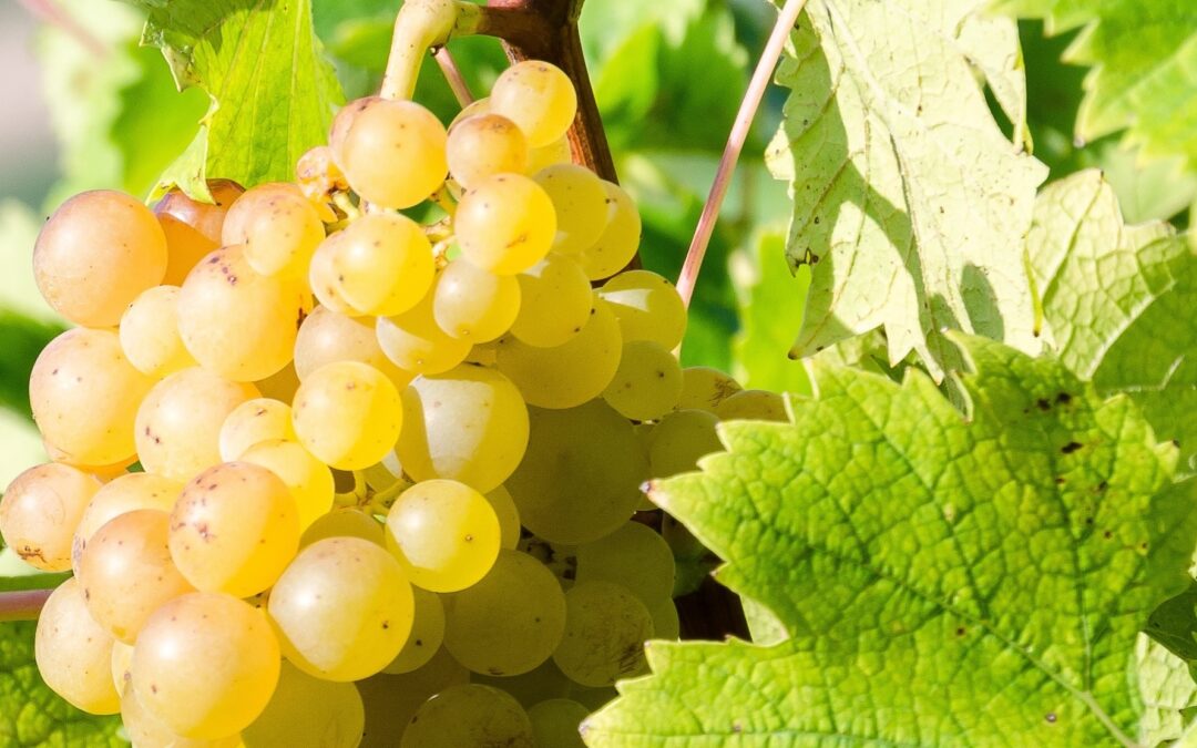Alcool neutre vinique BIO 96% : Une production 100% française