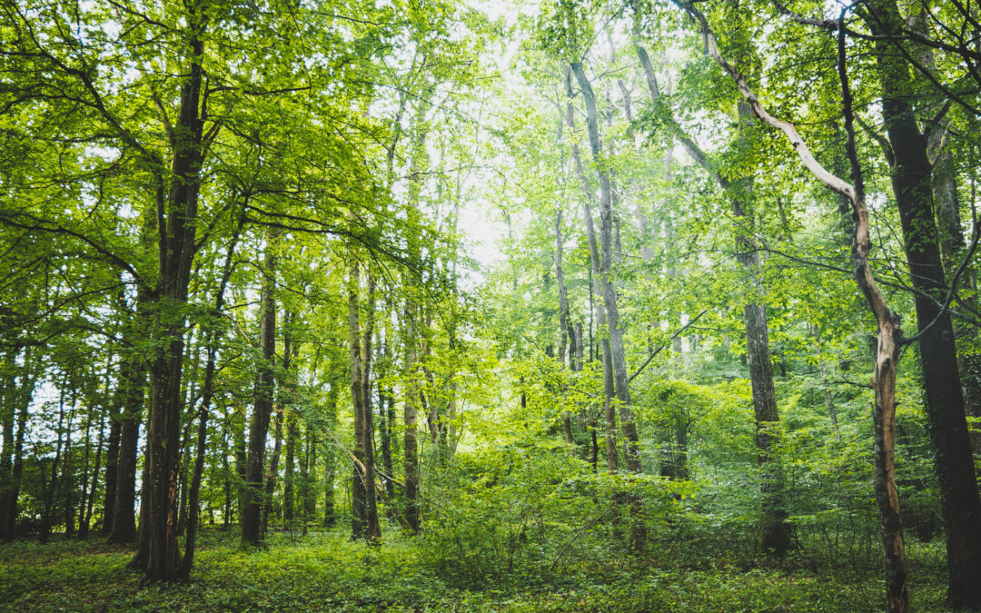 Nadal Alcools : 200 arbres en Bretagne avec EcoTree®