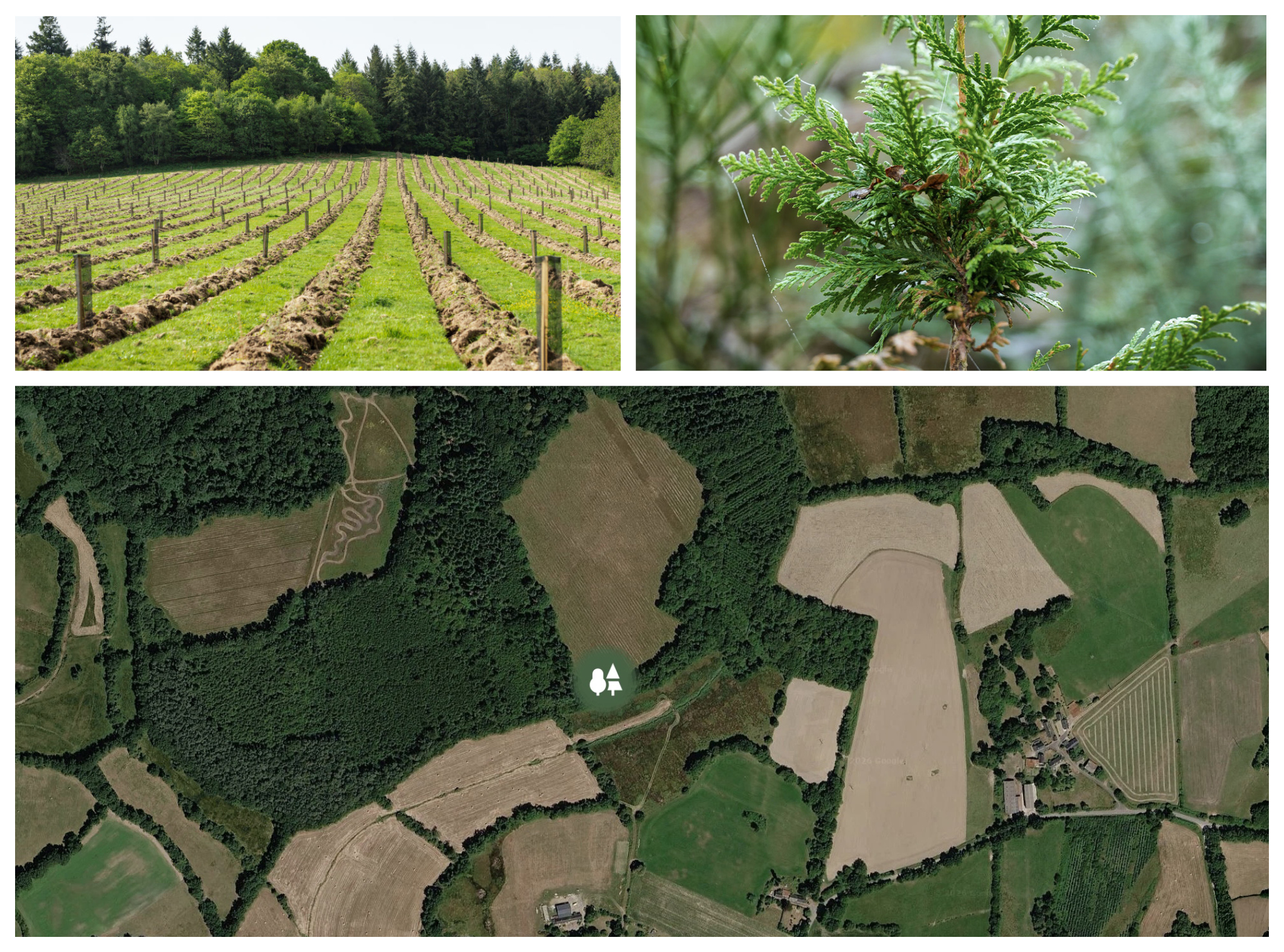 Terrain forestier, jeune conifère et vue aérienne du projet soutenu par Nadal Alcools avec EcoTree